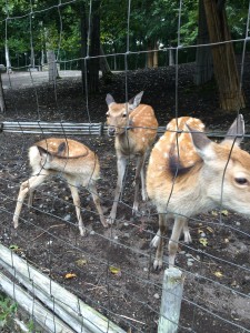 北海道安平町鹿公園の鹿の群れ