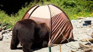 熊がテントを襲ってきたら