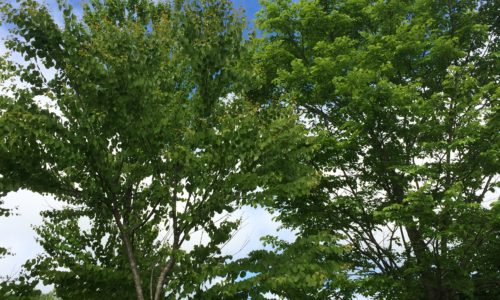 北海道安平町鹿公園のキャンプ場に来てみました！