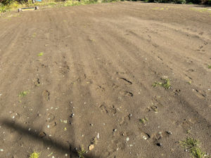 1ヶ月後のプライベートキャンプ場に敷いた埋め砂